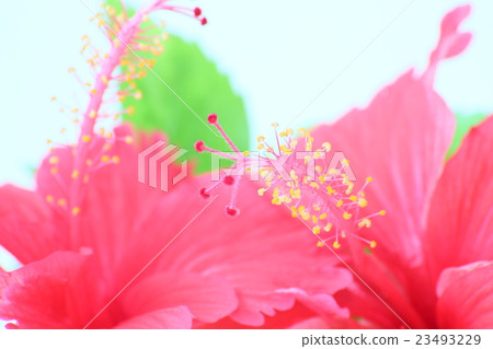 Hibiscus Closeup 23493229