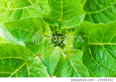 Sunflower bud close-up 23493442