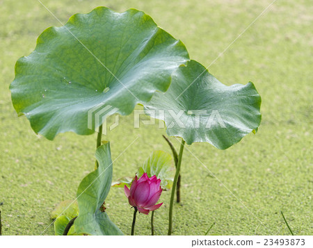 南雅花豹 南雅花豹 23493873