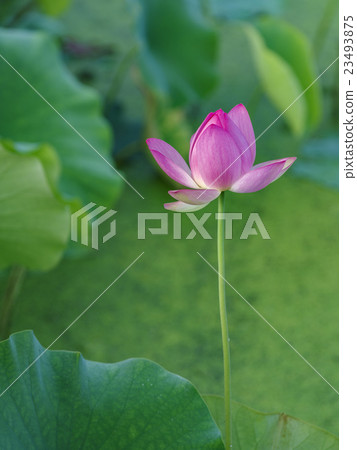 南雅花豹 南雅花豹 23493875