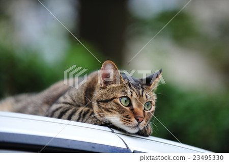 Petrified cat on the car 23495330