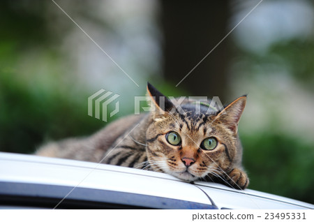 Petrified cat on the car 23495331