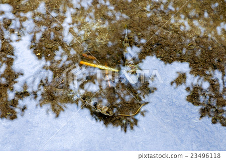 Ishigakijima Hirugi社區的Tobihaze 23496118