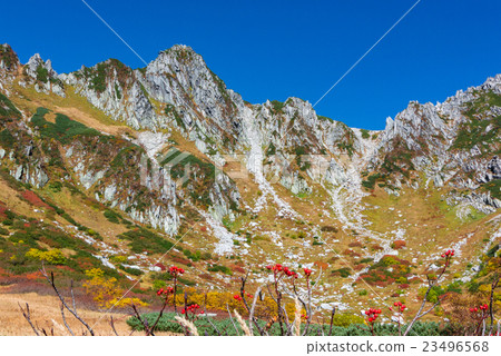 Senjakikikaru and Nanakamado fruit Senjakikikaru and Nanakamado fruit 23496568