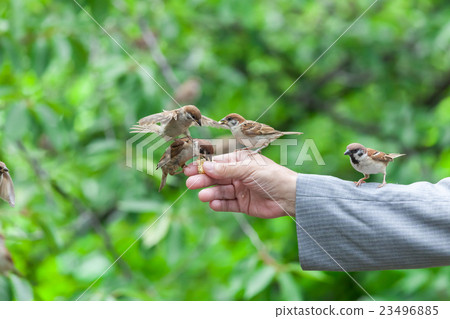 Sparrows gathered in hand food 23496885
