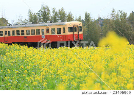 小湊鐵路和油菜花 23496969