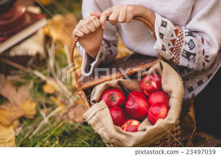 girl hands holding a basket of apples 23497039