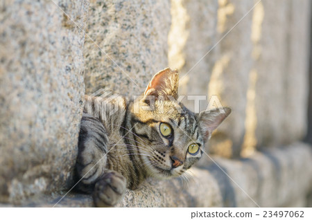 Cat Cat 23497062