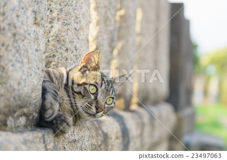 Cat Cat 23497063