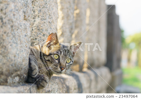 Cat Cat 23497064