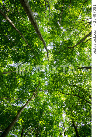 Green over the sky Green over the sky 23497081