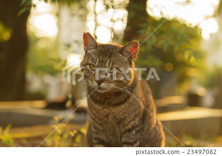 Cat Cat 23497082