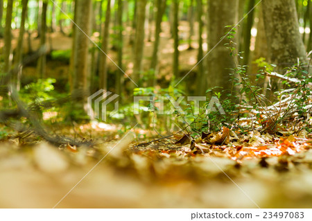 Bud to become a tree Bud to become a tree 23497083