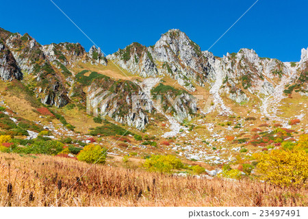 Grass leaves of Senjojiki Karl 23497491
