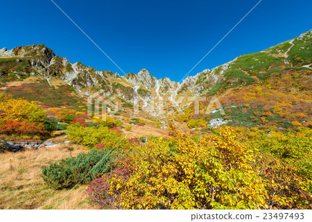 The color of Senjyojiki curl The color of Senjyojiki curl 23497493