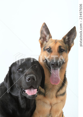 Large dog friend and wanko 23497606