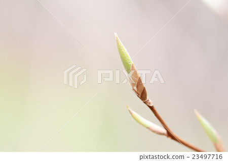 Winter bud of Himeishara Winter bud of Himeishara 23497716
