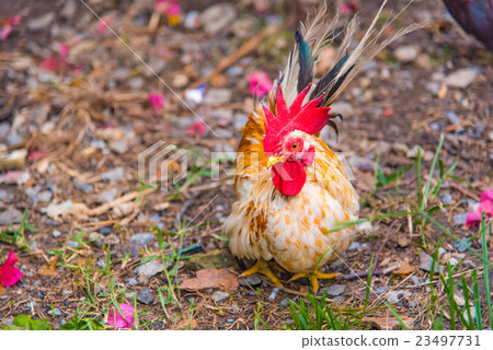Beautiful chicken in garden Beautiful chicken in garden 23497731