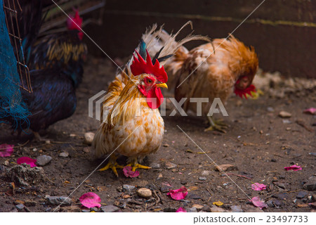 Beautiful chicken in garden 23497733