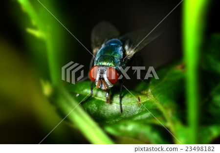 A fly on the leaf in nature 23498182