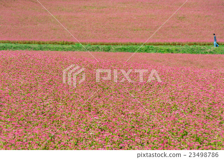 Rowed road of red soba field 23498786
