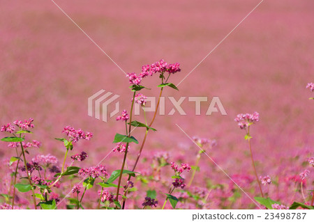 Red flower flowers 23498787