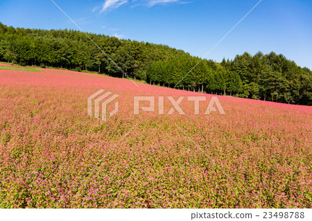 紅蕎麥麵沒有佐藤 23498788