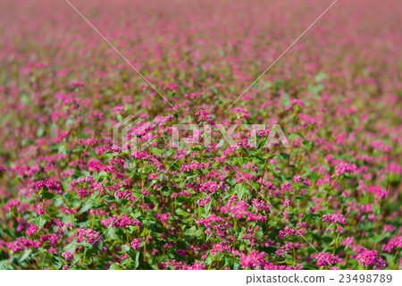 Red-buckwheat noodles 23498789