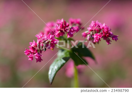 Red flower petal Red flower petal 23498790