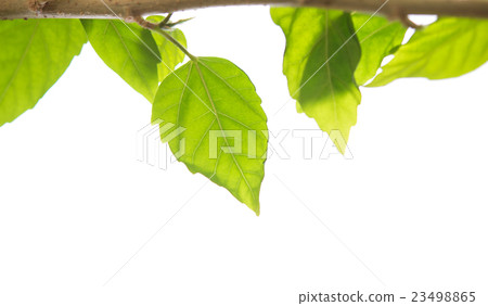 isolated branch isolated branch 23498865