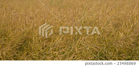 rapeseed field rapeseed field 23498869