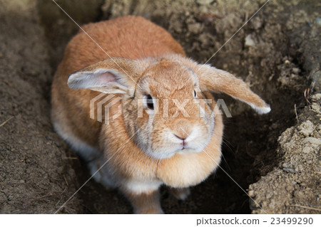 Cinnamon brown bunny rabbit with floppy ears Cinnamon brown bunny rabbit with floppy ears 23499290