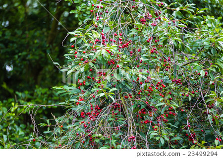 Cherry tree in summer Cherry tree in summer 23499294