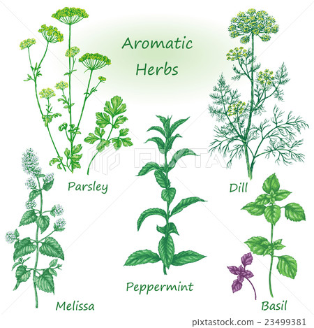 Hand drawn aromatic herbs set. 23499381