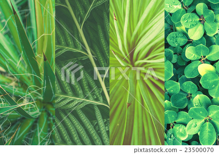 紋理組合，植物葉子 23500070