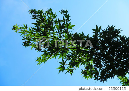 Livio Tower Kawaguchi Midorino Open fresh green leaves of Momige and blue sky 23500115