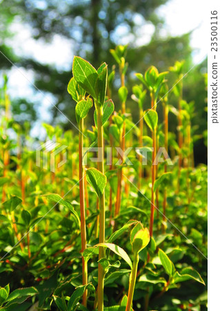 Livio Tower Kawaguchi Midorino Open fresh green Livio Tower Kawaguchi Midorino Open fresh green 23500116