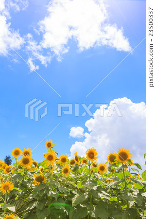 沖繩Minami-Asahara向日葵田 23500337