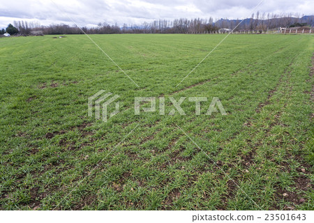 Winter landscape watching green meadow Winter landscape watching green meadow 23501643