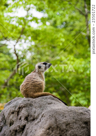 Fuji Safari Park | Meerkat Fuji Safari Park | Meerkat 23501722