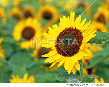 Sun Flower  23502015