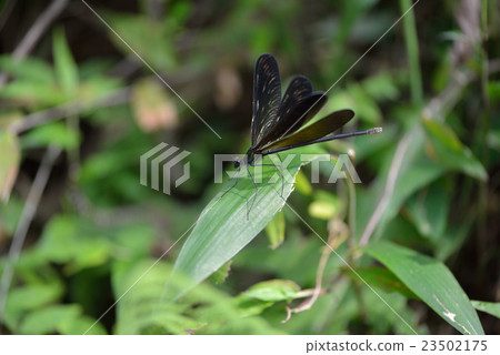 Hagorotorbo's female 23502175