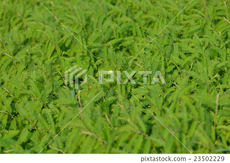 Kawaratetsu mei population 23502229