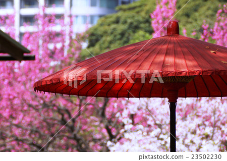 櫻花和傘 櫻花和傘 23502230