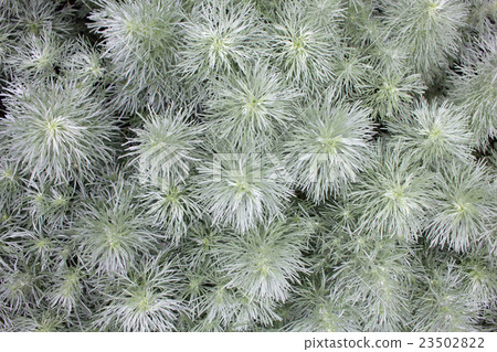 Silver leaf. 23502822