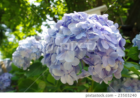 hydrangea hydrangea 23503240