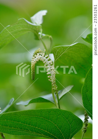 Hansee show 23503261