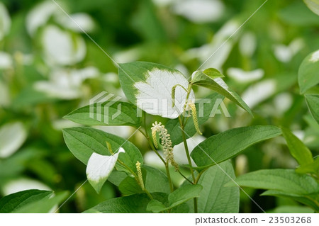 Hansee節目 23503268