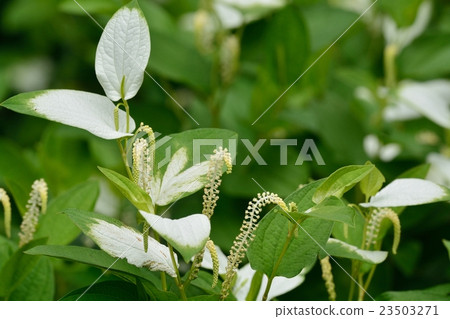 Hansee節目 Hansee節目 23503271