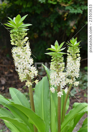 菠蘿百合 23503633